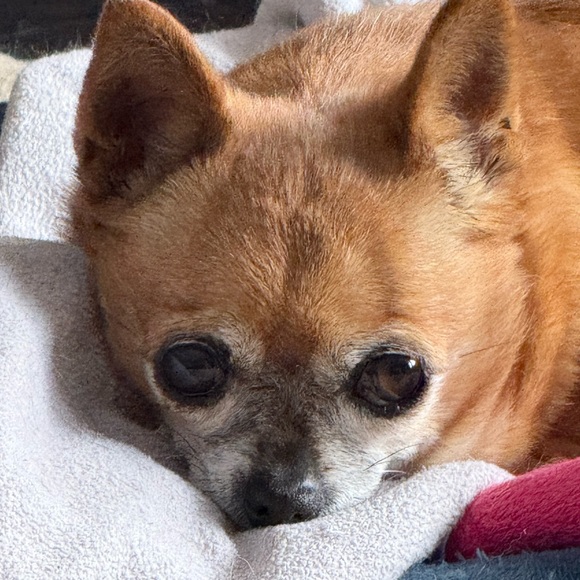 Meet your Posher, Jillian - Picture 1 of 1